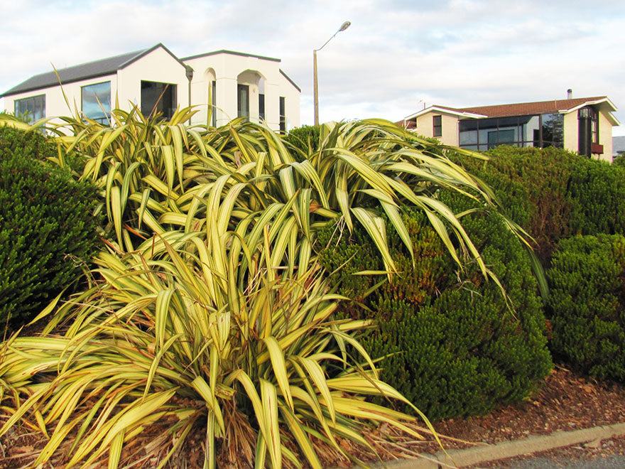 Phormium Yellow Wave