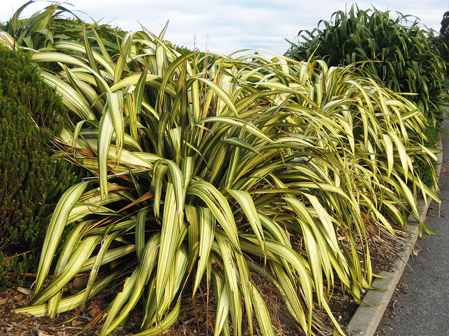 Phormium Yellow Wave