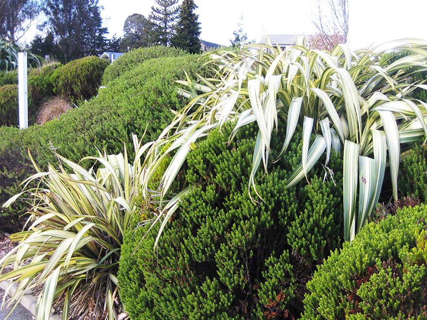 Phormium Yellow Wave