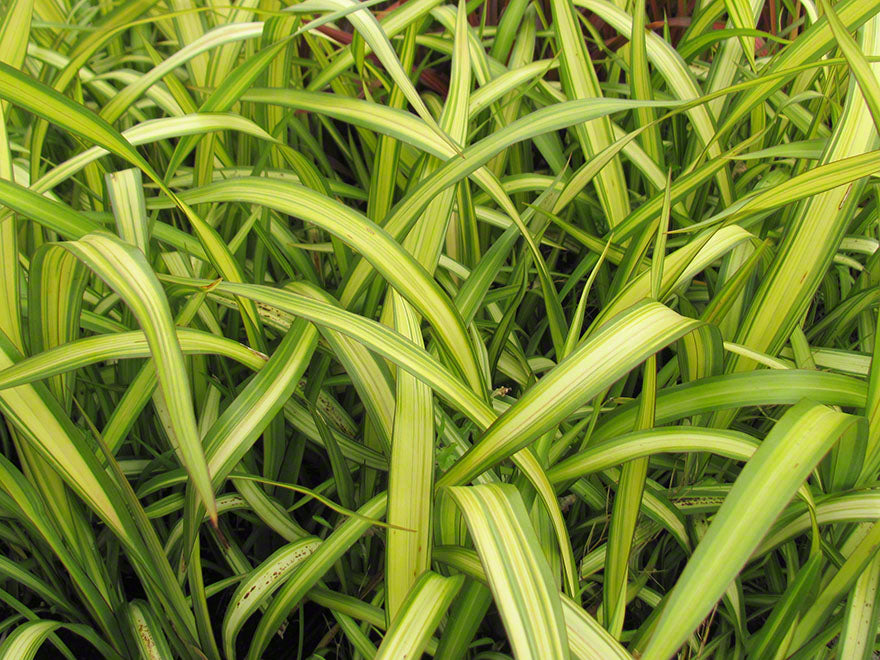 Phormium Yellow Wave