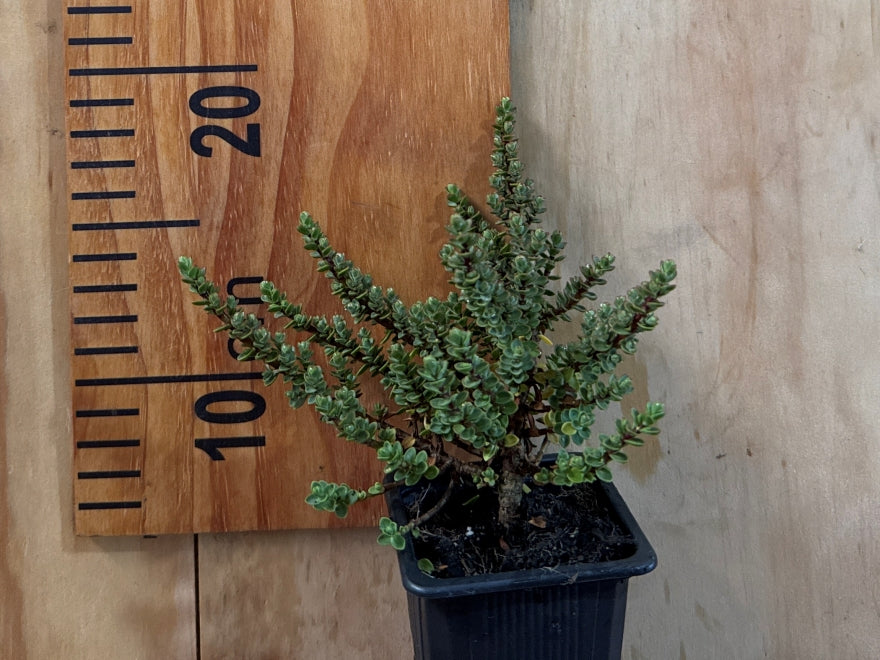 25x Native Groundcover Combo - $4.99 each