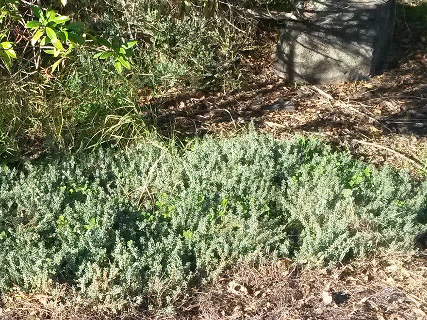 25x Native Groundcover Combo - $4.99 each