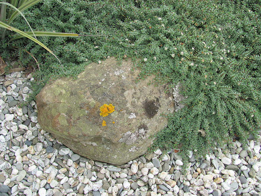 25x Native Groundcover Combo - $4.99 each