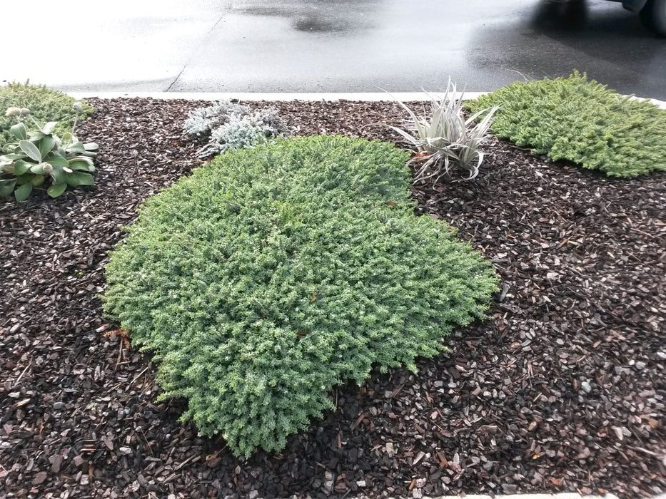 25x Native Groundcover Combo - $4.99 each