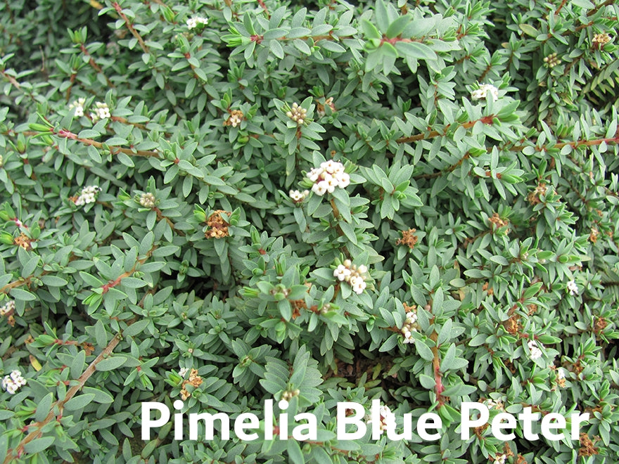 25x Native Groundcover Combo - $4.99 each