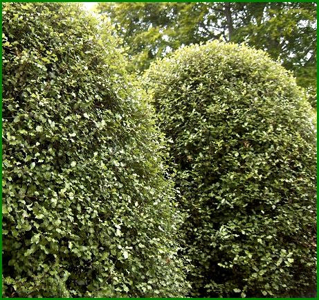 10x Pittosporum Silver Sheen - $1.99 each