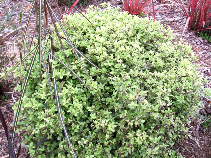 5x Pittosporum Globe - $11.99 each