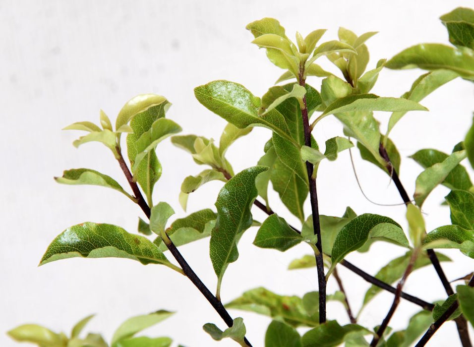 5x Pittosporum Globe - $11.99 each