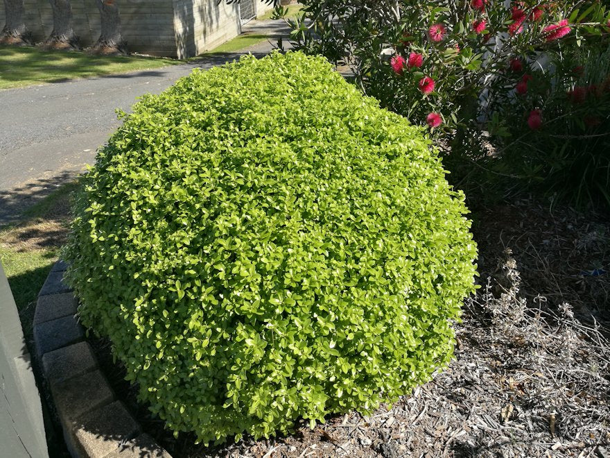 5x Pittosporum Globe - $11.99 each