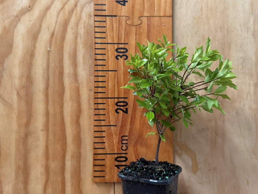 5x Pittosporum Globe - $11.99 each