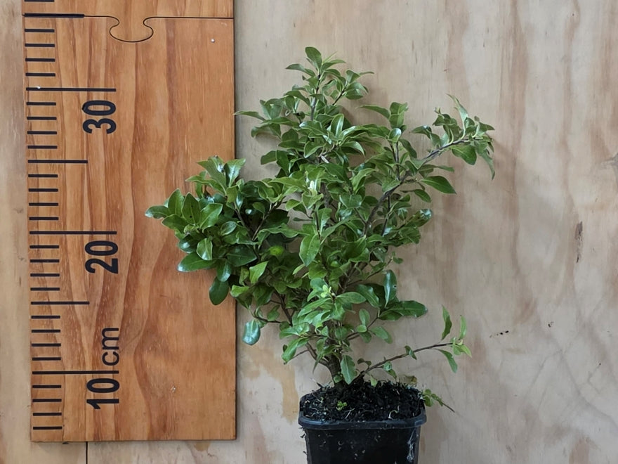 5x Pittosporum Globe - $11.99 each