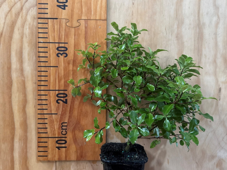 Pittosporum Globe