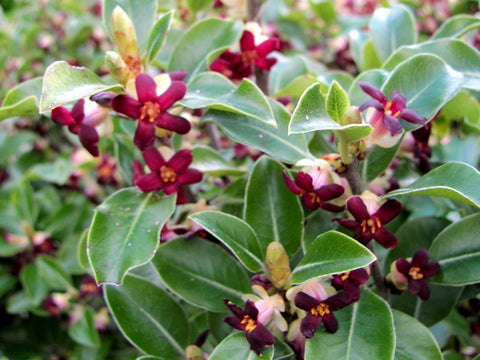 Pittosporum Stephens Island