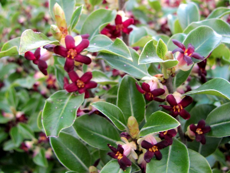5x Pittosporum Stephens Island - $1.99 each