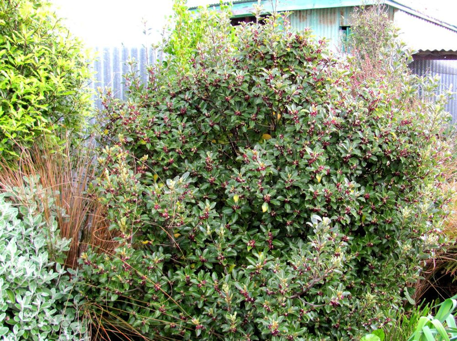 5x Pittosporum Stephens Island - $9.99 each