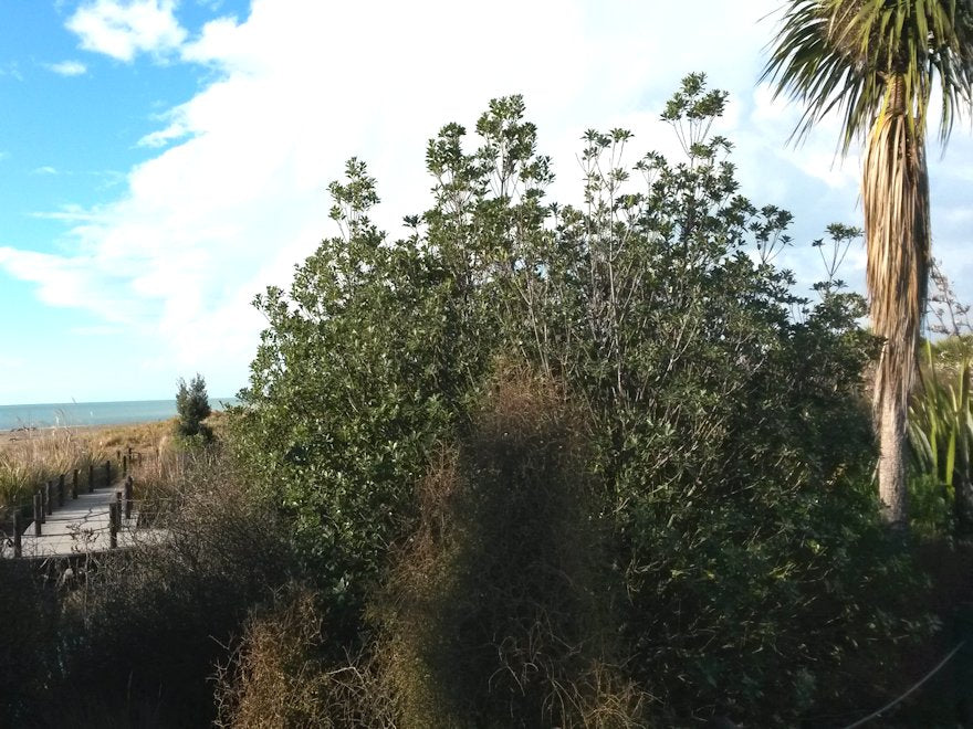 5x Pittosporum Stephens Island - $1.99 each