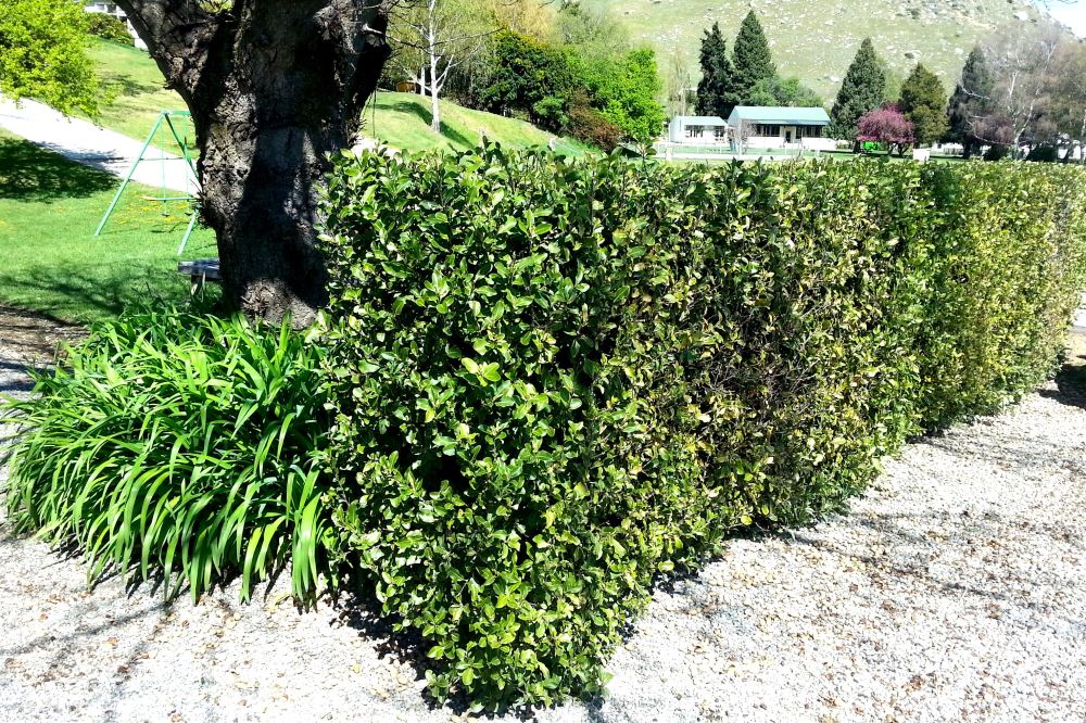 5x Pittosporum Stephens Island - $1.99 each