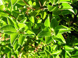 Pittosporum Stephens Island