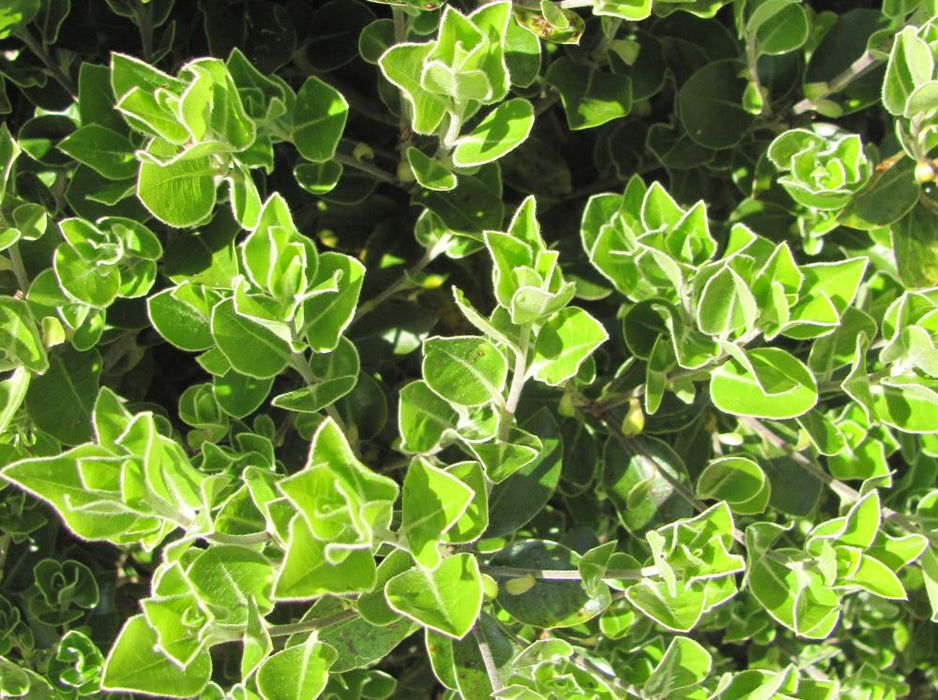 5x Pittosporum Stephens Island - $9.99 each
