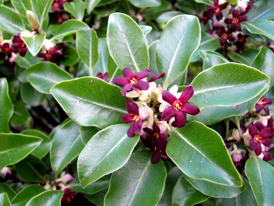 5x Pittosporum Stephens Island - $1.99 each