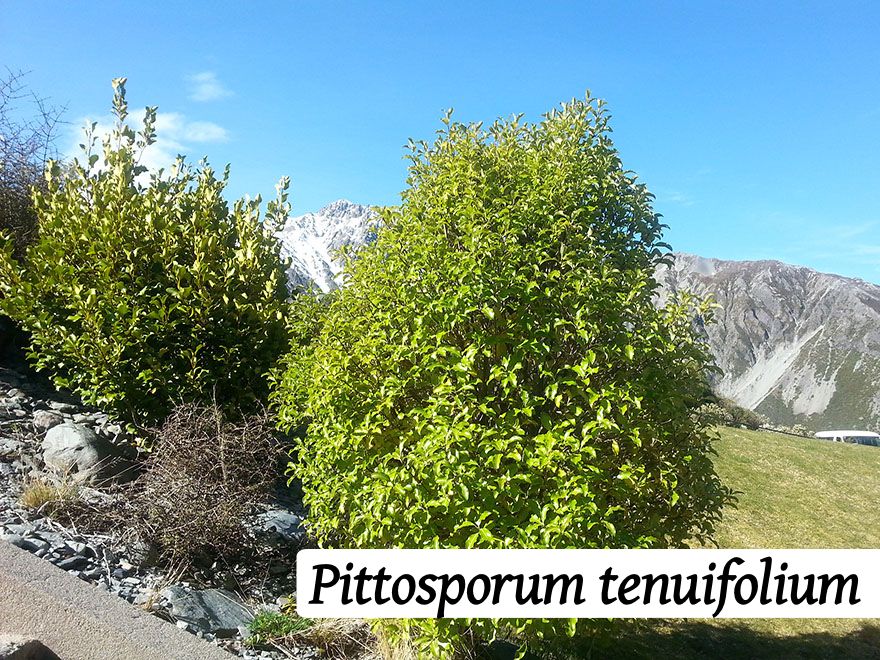 250x Farm Combo - $3.99 NZ trees & shrubs