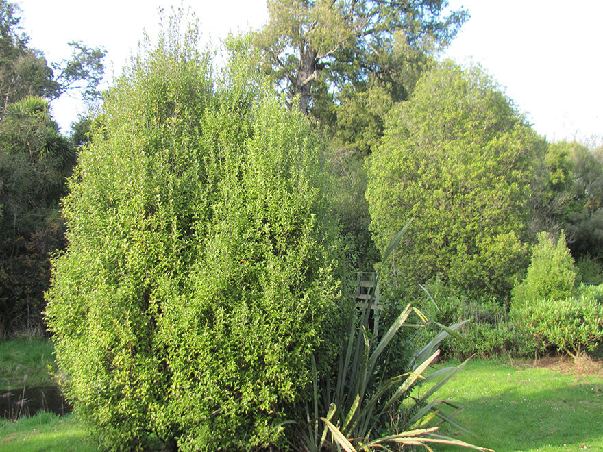 100x Kōhūhū - Pittosporum - $2.99 each