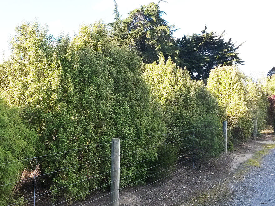 250x Farm Combo - $3.99 NZ trees & shrubs
