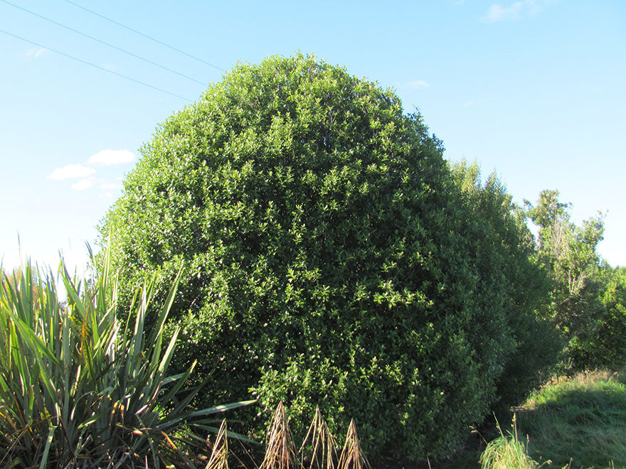 25x Kōhūhū - Pittosporum - $2.99 each