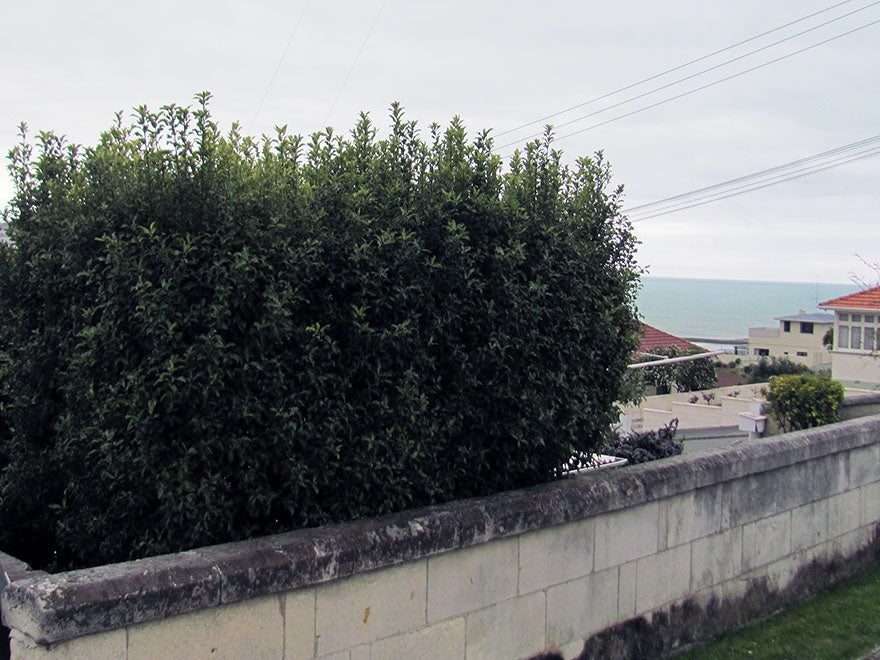 100x Kōhūhū - Pittosporum - $2.99 each