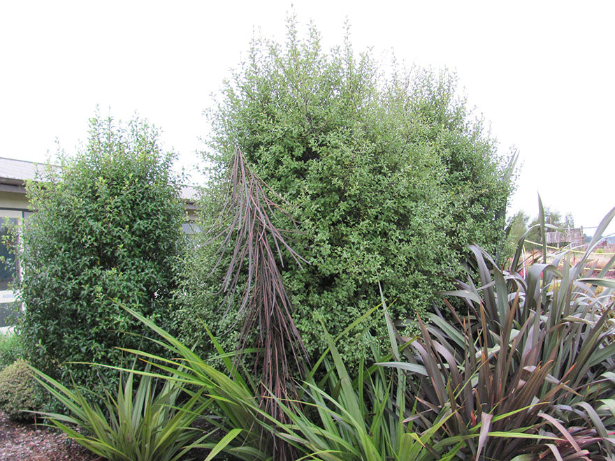 100x Kōhūhū - Pittosporum - $2.99 each