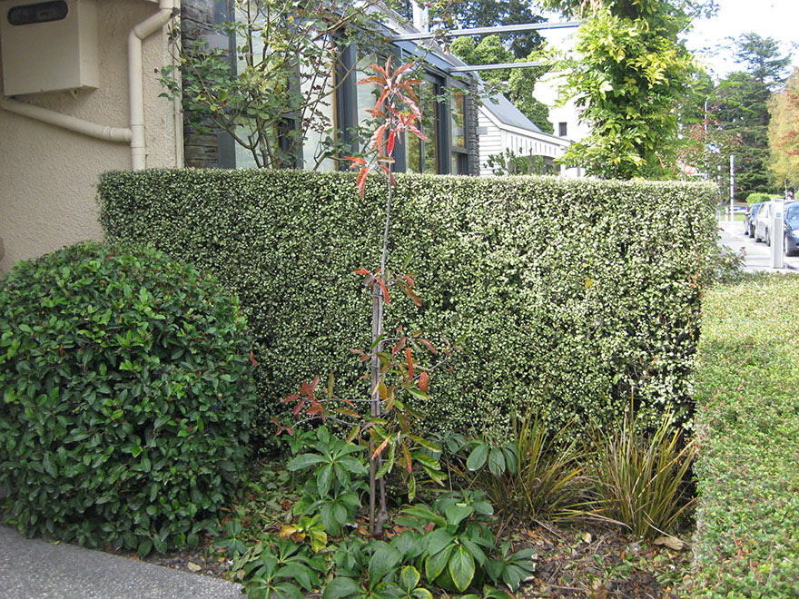 100x Kōhūhū - Pittosporum - $2.99 each