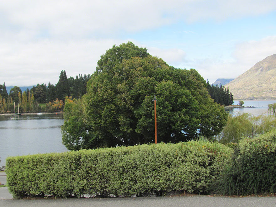 100x Kōhūhū - Pittosporum - $2.99 each