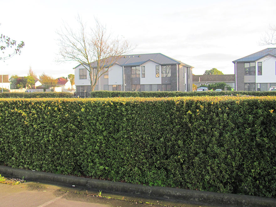 100x Kōhūhū - Pittosporum - $2.99 each