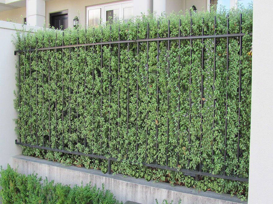 25x Kōhūhū - Pittosporum - $2.99 each