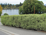 100x Kōhūhū - Pittosporum - $3.99 each