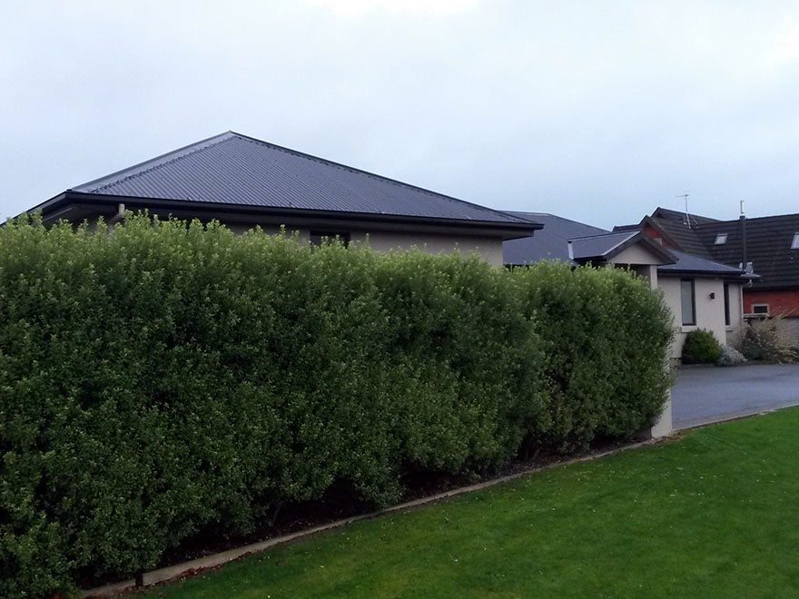 100x Kōhūhū - Pittosporum - $2.99 each