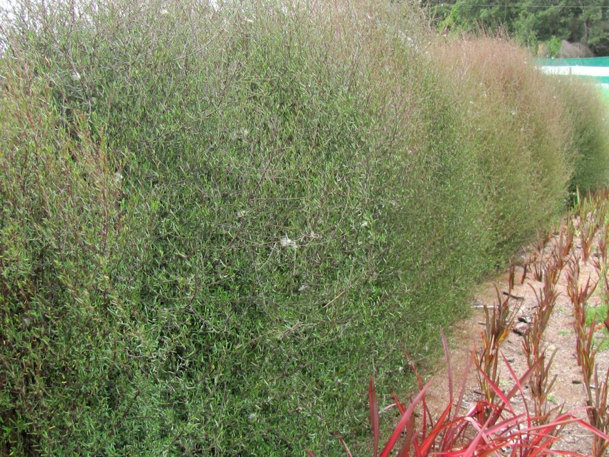 10x Fragrant Ribbonwood - $1.99 each