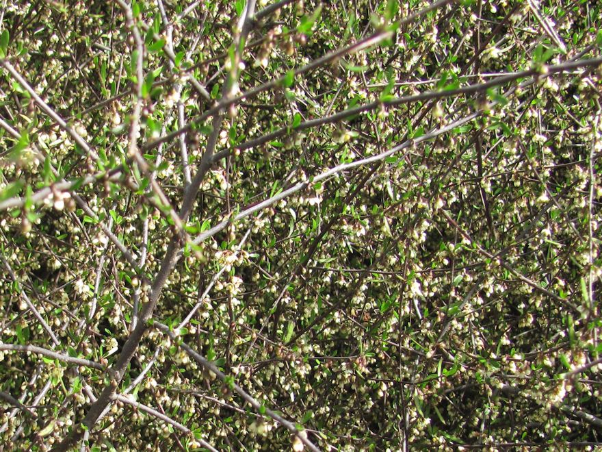 10x Fragrant Ribbonwood - $1.99 each