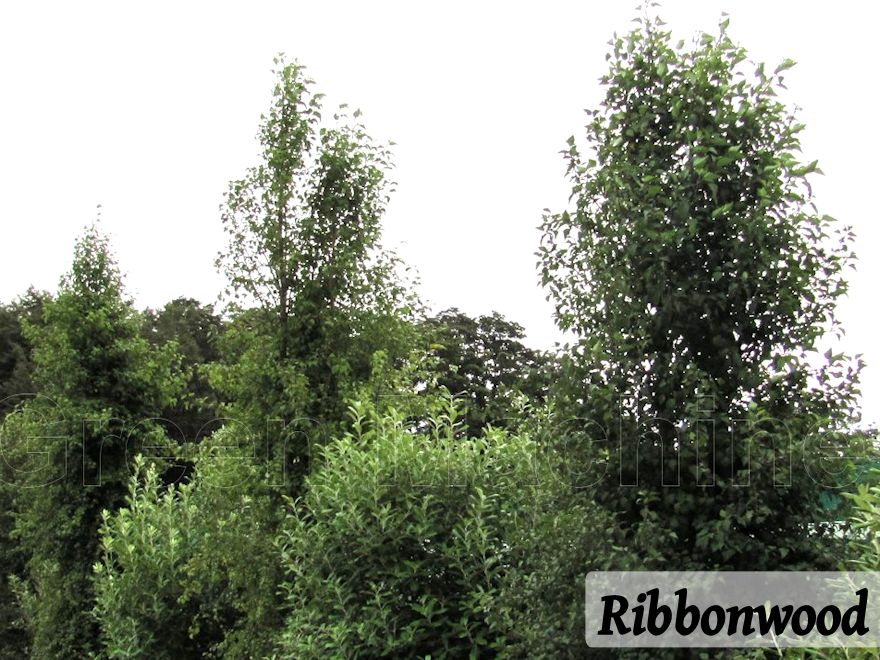 25x Shelter Combo - $4.99 trees & shrubs