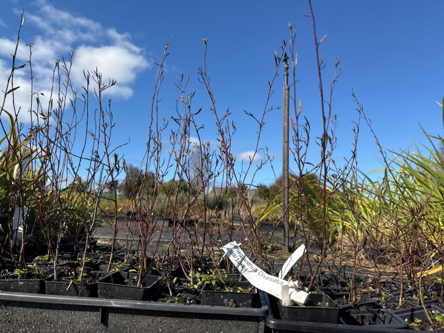 10x Fragrant Ribbonwood - $1.99 each