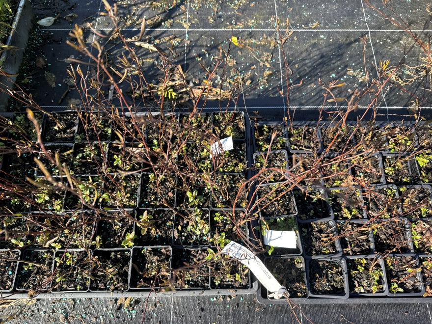 10x Fragrant Ribbonwood - $1.99 each