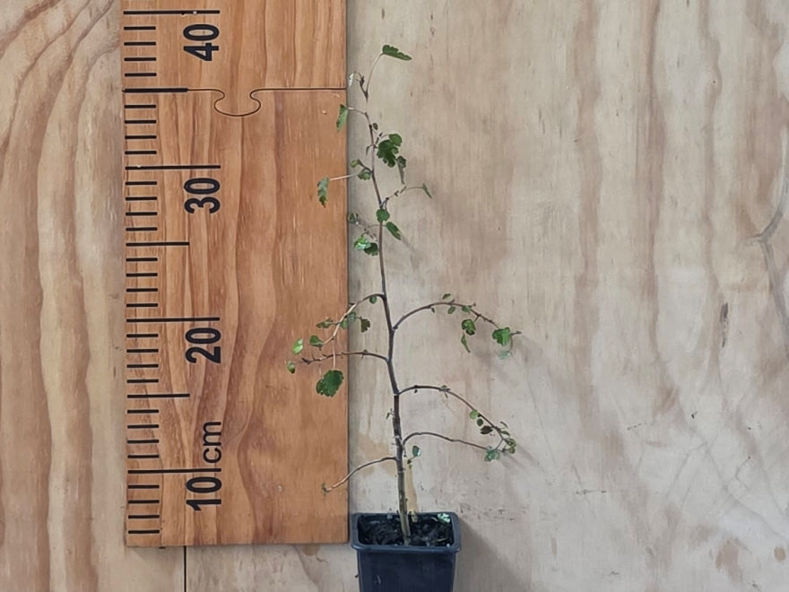 5x Ribbonwood - $5.99 each