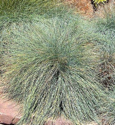 50x Coastal Blue Tussock - $1.99 each