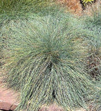 Blue Tussock