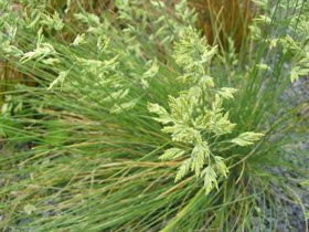 50x Coastal Blue Tussock - $2.49 each
