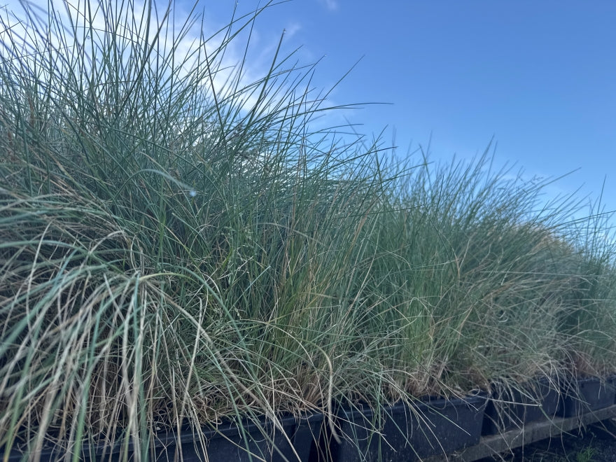 10x Blue tussock - 99c each