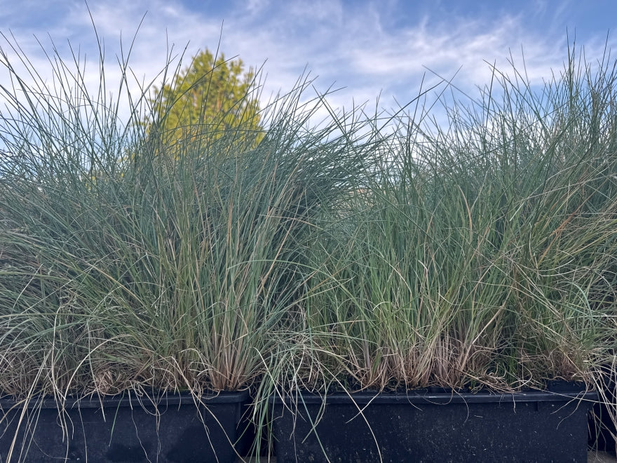 10x Blue tussock - 99c each