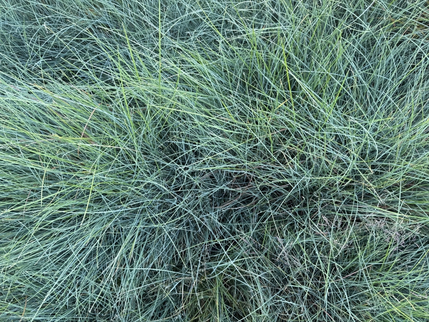 10x Blue tussock - 99c each