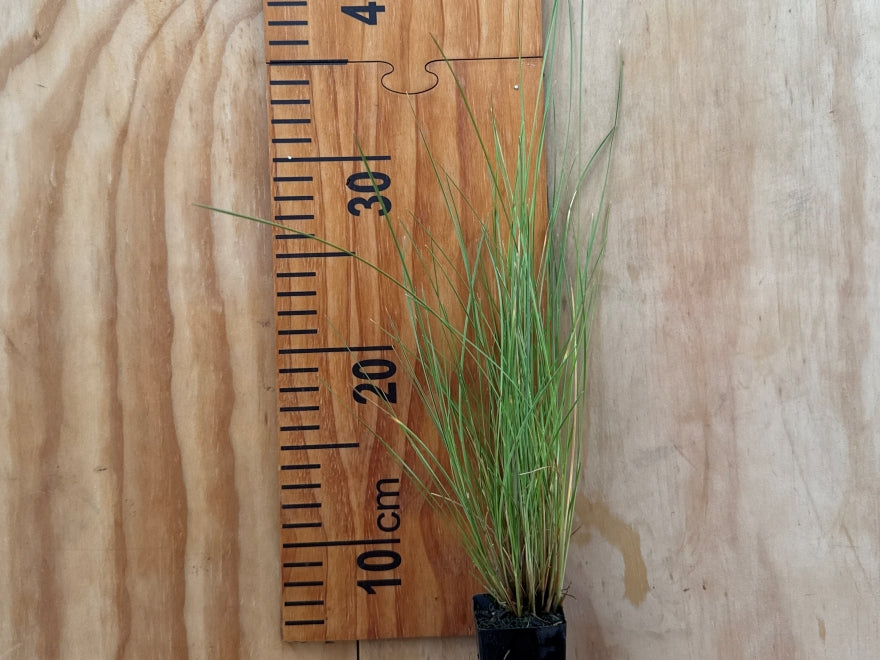 100x Silver Tussock - $2.99 each