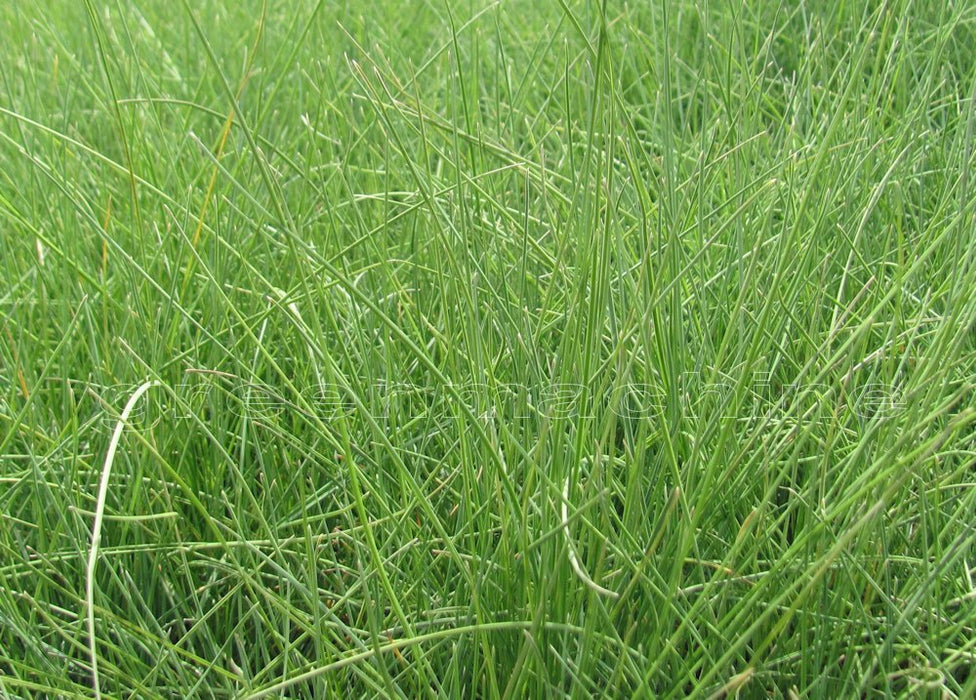 10x Coastal Blue Grass - $2.99 each
